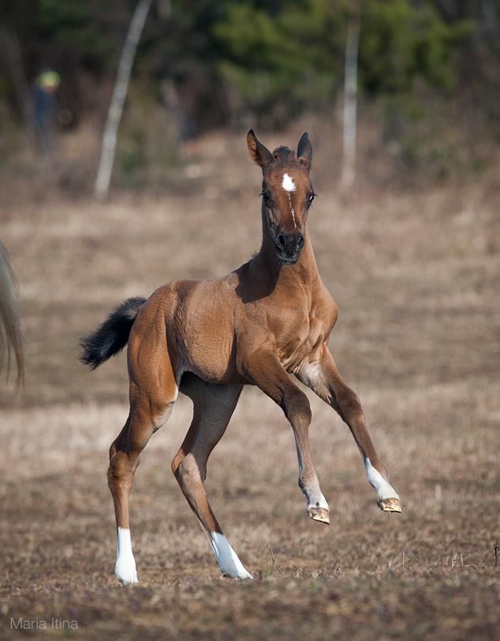 Arabian-akhal-teke foal posing in the field